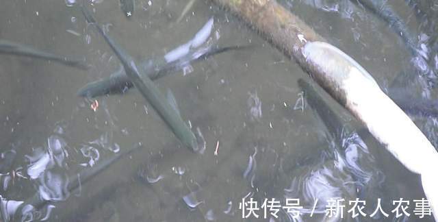 钓鱼|福建河边发生神奇的一幕，成千上万的鱼聚集在河边，有人用抄网捞
