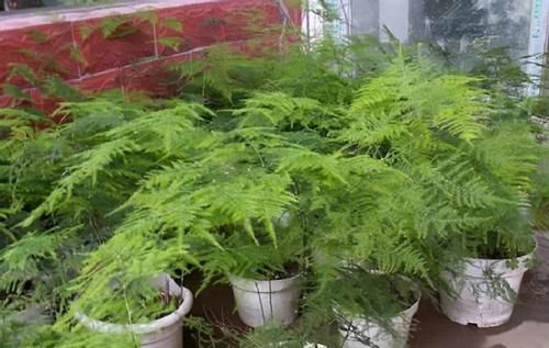 绿萝、文竹、富贵竹，盆栽黄叶不用慌，用点它马上搞定