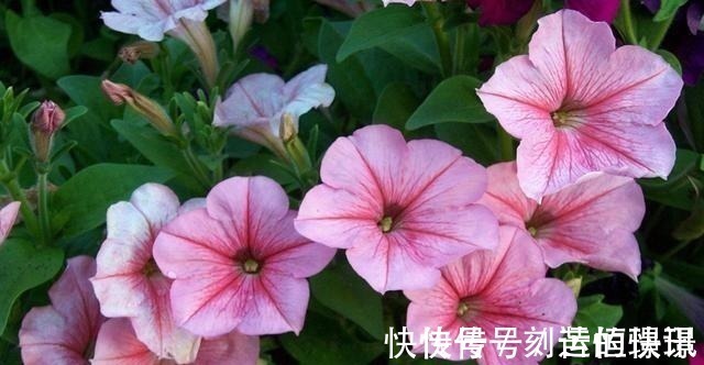 透气性|喜欢养护花卉,就选择花期长,花色艳,美丽漂亮能爆盆的5种花卉