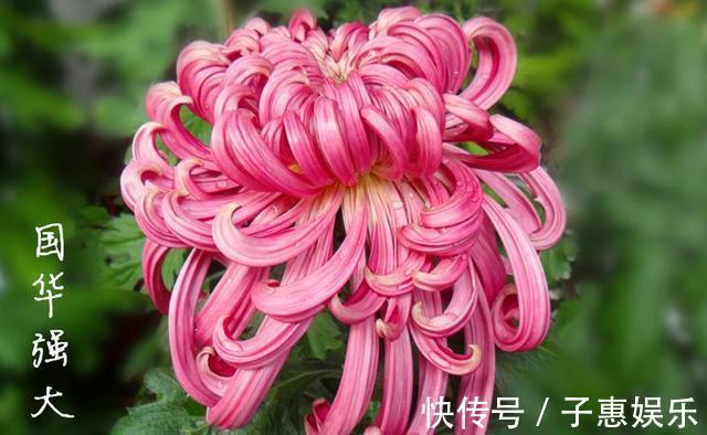 喜欢菊花，不如养盆“菊中珍品”国华强大，柔美高雅，一次开爆