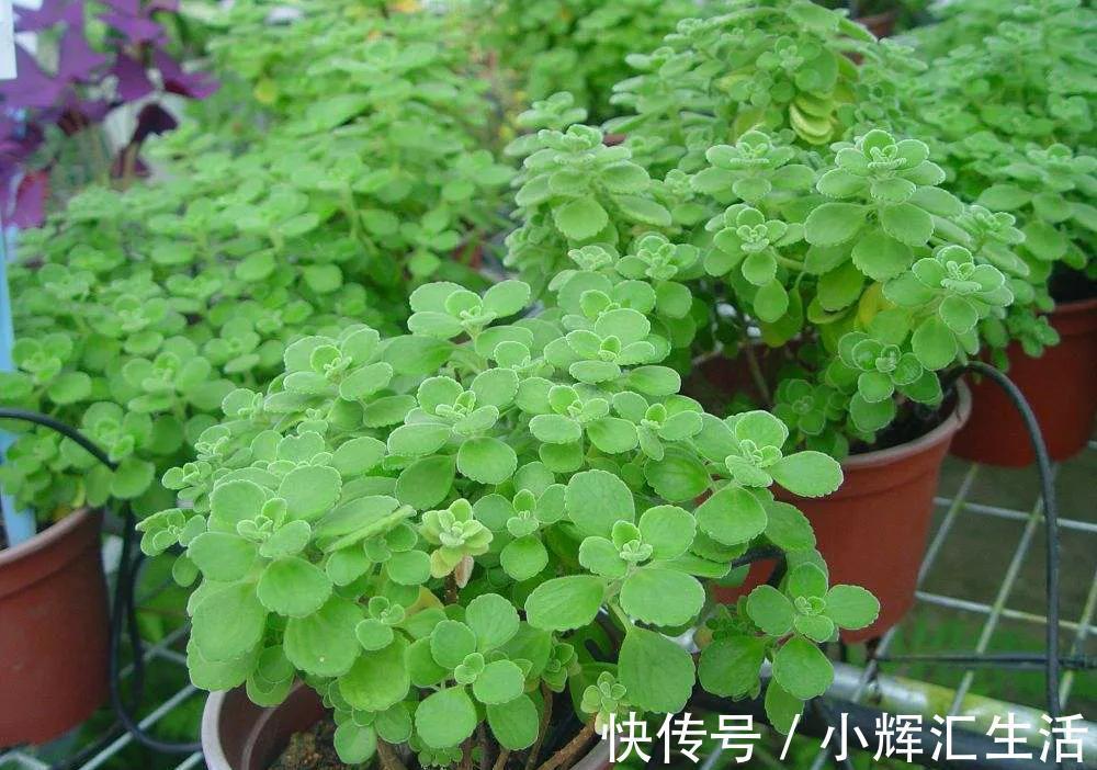 碰碰香脾气大，一不小心就散发清香，家里养一盆，很有好处