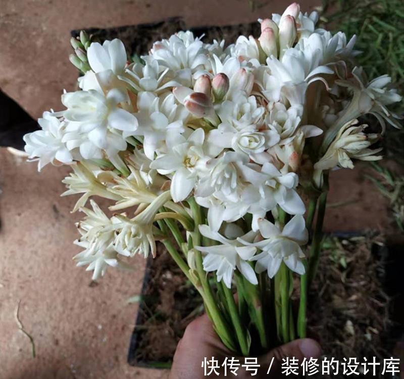 香雪球|5种“香水花”，妖娆又艳丽，家里养一盆，比香水都好闻