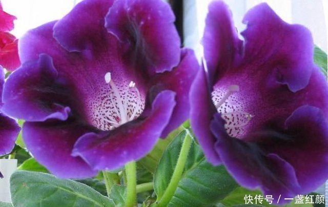 回家|看一眼就想买回家的花, 好看又好养, 看看它们都是谁!