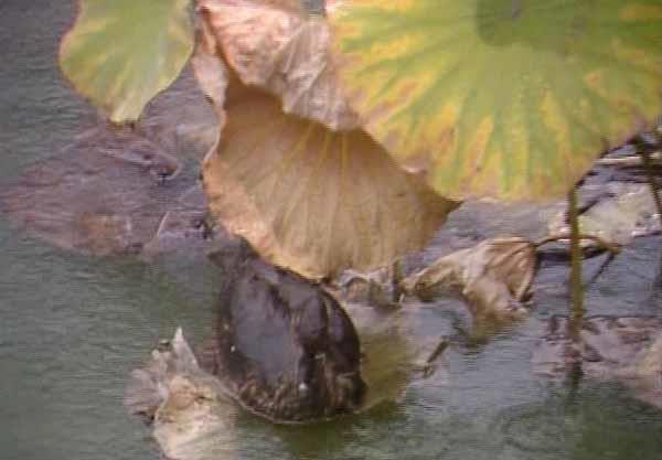 井井有条|是谁在管理,潇湘馆才能井井有条?是黛玉?还是背后另有高人?