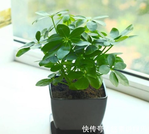 扦插|快死掉的花卉，浇点它有起死回生功效！