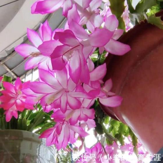 12月养蟹爪兰,做好“2少2多”,花量大开花艳,轻松爆盆