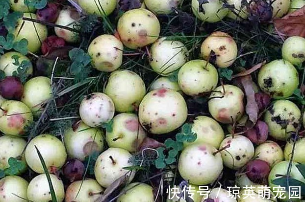 蒲公英|胃癌多是自己“养”起来的,专家忠言:5种食物,还是少碰为好