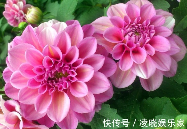 高颜值|在家养花,不如养些高颜值的菊花,高端大气又美观,花香清新脱俗