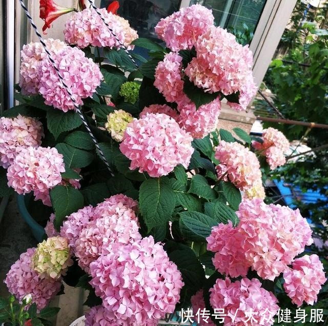 绣球花要开了,3个小技巧,让它多开10倍花、个个大花球!