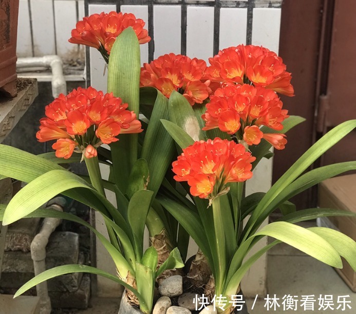 土君子兰|君子兰养了10年不开花,就是这个原因,看完就明白了!