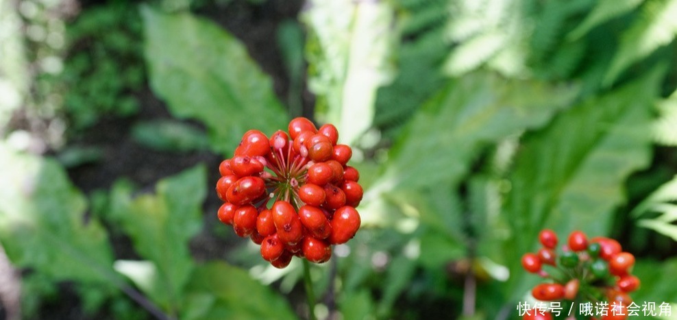 特点|寿命短的人有共性,6个特点一个不占,恭喜了,不是短命体质