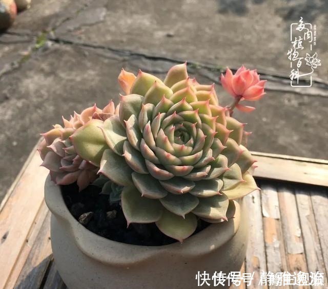 静夜|养多肉三年多,初见惊鸿!累并快乐着!养多肉三年多,初见惊鸿!累并快乐着!