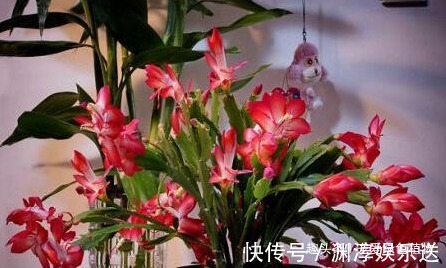 想让蟹爪兰“开完还开”，就浇“1种水”，20天就见效！