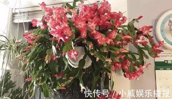 秋初盆栽蟹爪兰，怎么换盆土好遵循4步要求，茎叶花开成簇