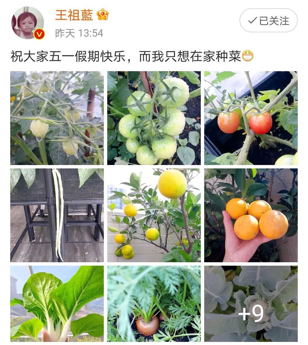 王祖蓝五一节晒自家菜园，获10万人点赞，网友：这才是向往的生活