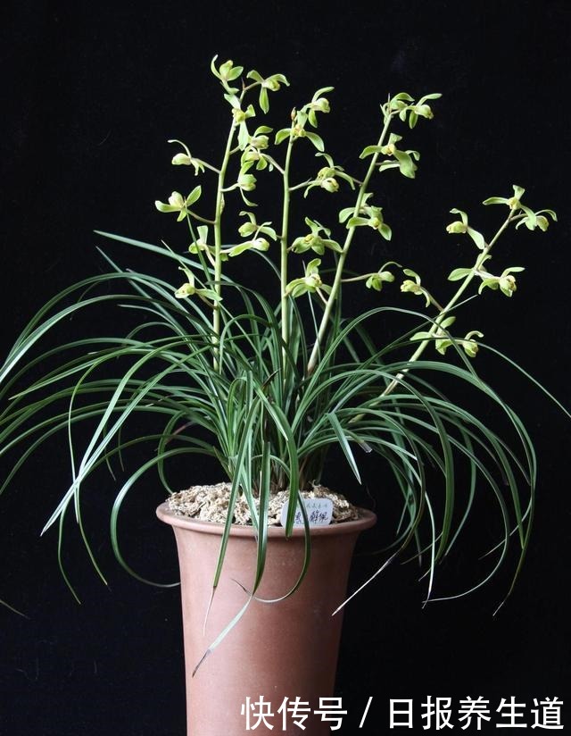 这几种花可不喜欢晒太阳,放个角落就能呼呼长个,北方更适合!