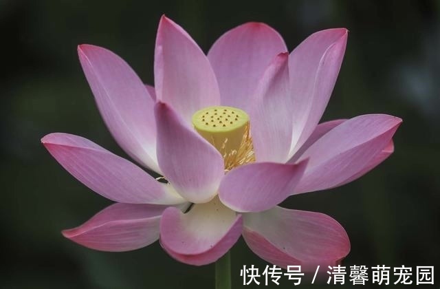 赏荷花|圆明园千亩荷花开始“接客”，可泛舟近赏“莲叶何田田”