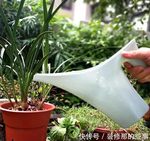 为什么你养的君子兰始终不开花?问题出在浇水上,四种水轻松化解