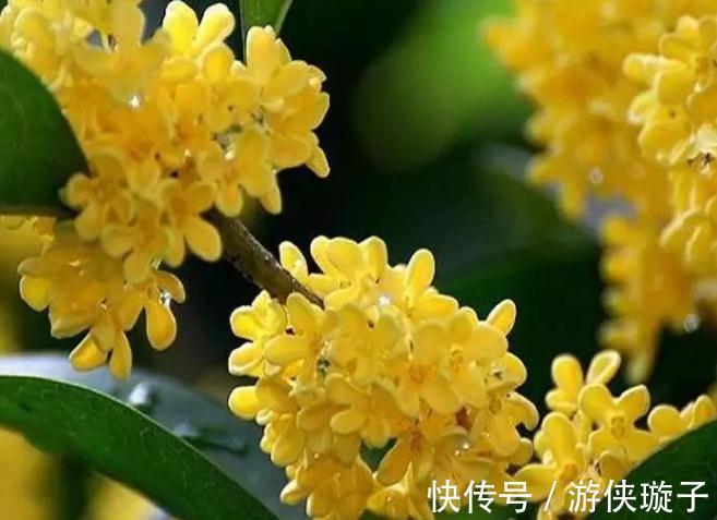 十里桂花香指的是这种桂花，最香的桂花又是哪一个