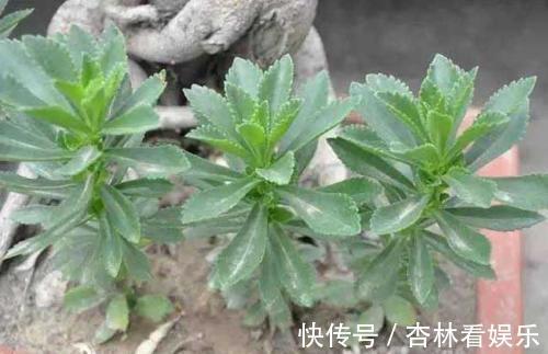 大城市|农村一野菜被称''救命菜''，人工种植价格高，一斤将近200多元