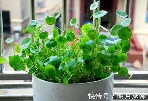 绿萝|闲置塑料袋,冬天拿来养花作用真不小,既能环保又能省钱