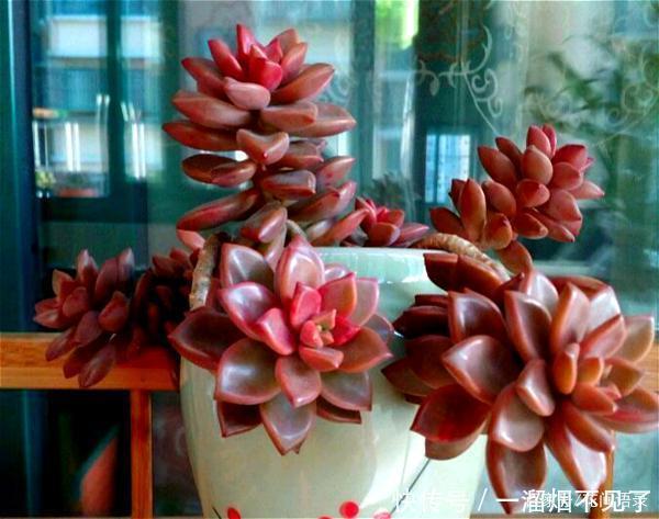 名字很美的多肉,一听名字就知道颜值高,好看又好养才是关键