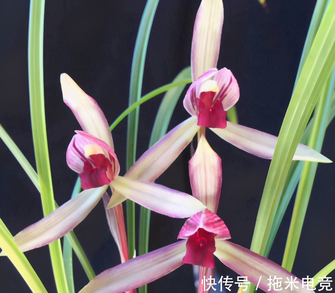 花迷|多年前,出价20万都不卖的兰花,横扫各大兰展,家里有的都不一般
