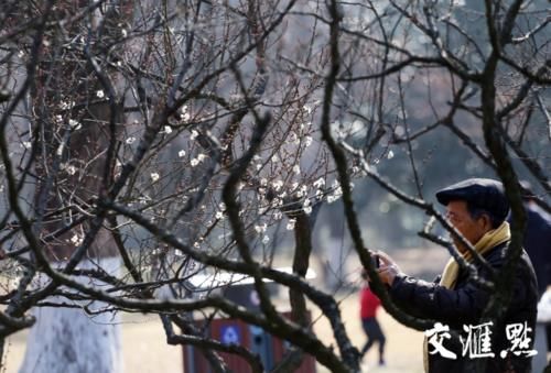 “立春”了 南京梅花山早梅花开朵朵