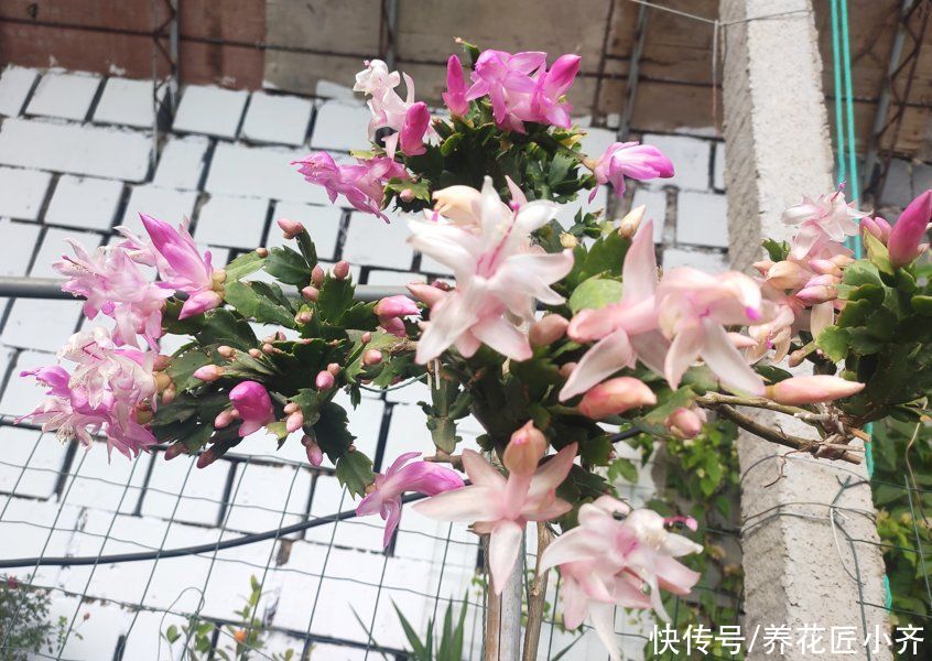 见光|秋后嫁接的蟹爪兰，现在做“三步”就能开爆盆，而且能持续开花