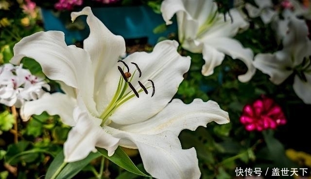 润肺|肺部“清洁夫”找到了,经常吃一点,润肺解毒,给肺“洗个澡”吧