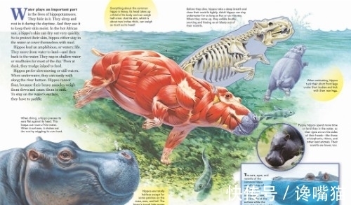 |自然界的“笑话”:每年有成千上万的鱼群,被河马粪便活活憋死?