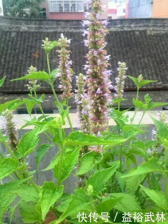 5种花蚊子“不喜欢”,好看还好养,是天然蚊香,值得多养几盆