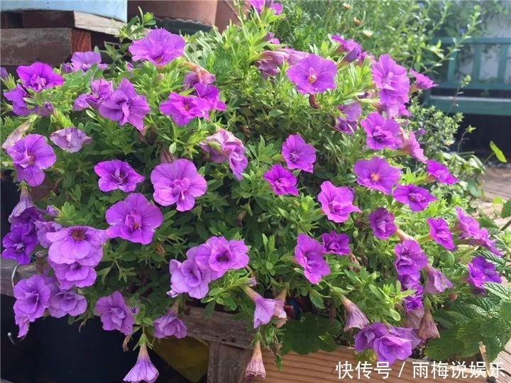 木槿|急性子养的6种花,长的快、爆花多,1盆能开大半年!