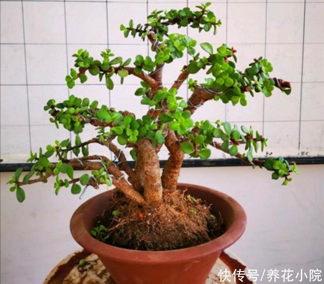 养金枝玉叶，枝条舍不得修剪，株型散乱，长得慢