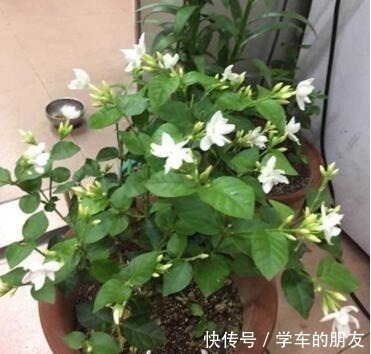 养茉莉花,盆里埋1个“家家有的它”,花朵层层叠叠,清香又淡雅!