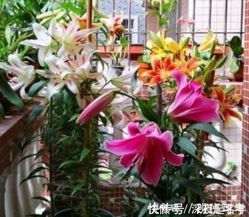 金鱼吊兰|这几款植物养在家里，一年四季开花不断，花大色艳很漂亮