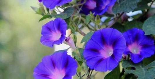 这些盆栽植物疯长爆盆很容易!分分钟长满阳台,扮靓你的生活