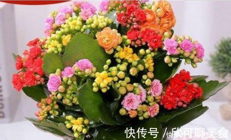 茶花|养花就养4种花,好养易活花量大,开花就爆盆,不易生病好养护