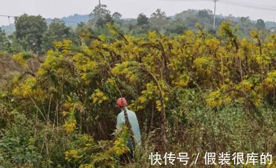 又见外来物种入侵!浙江出现“植物杀手”,外表迷人却危害极大