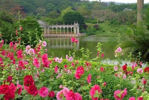 广州“花城明珠”最佳观赏期将近，占地12万平方米，门票仅十元