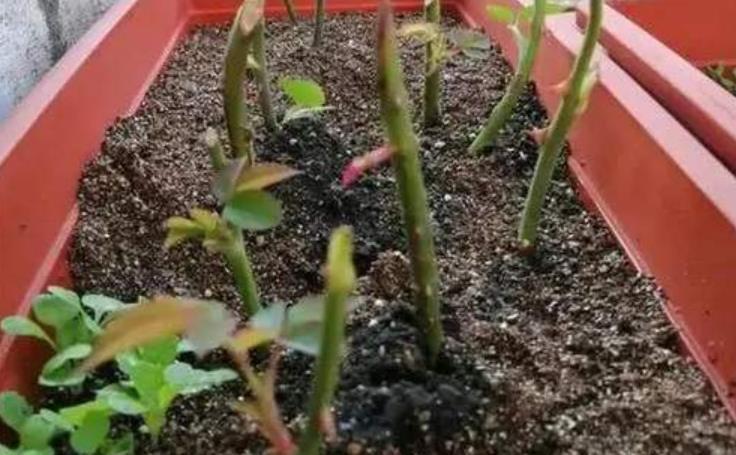 花卉|天热了,扦插花卉正当时,3种花现在扦插生根快,一盆轻松变多盆