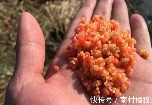 酒米这样用,诱钓大鲫鱼会持续上鱼,试过才知道它的妙处