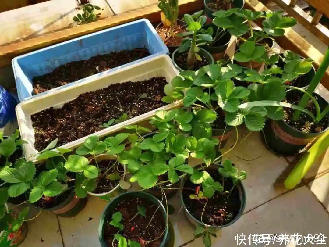 天竺葵|7种花养老桩不好，多扦插、养嫩苗，才能年年开花