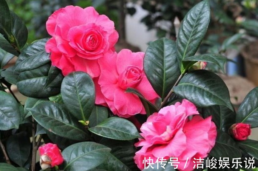 植物|植物黄叶原因有“五点”，只要做得对，立马变油绿