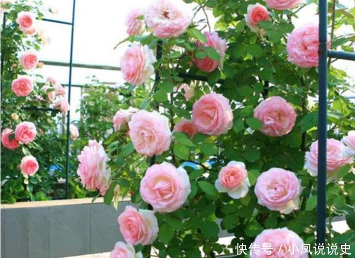 家里就养“4种花”,漂亮花期长,开花多又美,一整年开花!