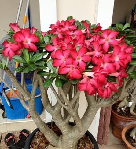 盆景|这种花是天生的盆景材料,养殖简易又漂亮,四季开花不断