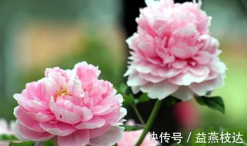 浇水|长寿花种植的历史不长,为什么会受到如此喜爱,长寿花种植技巧