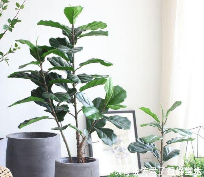 4种花养家里,空气1级棒,吸甲醛、杀病菌,还有助于睡眠!