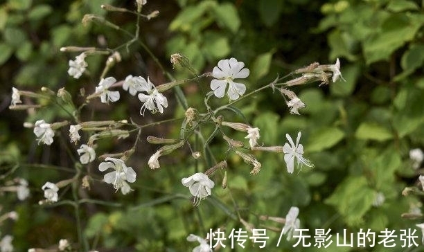 双子座|未来9天，风雨过后，真爱降临，月老撮合，爱火复燃，白头偕老