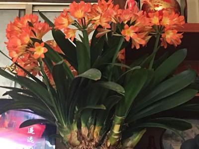 花店老板养花不烂根，黄叶秘诀，浇水加上一点，快死的花都能活